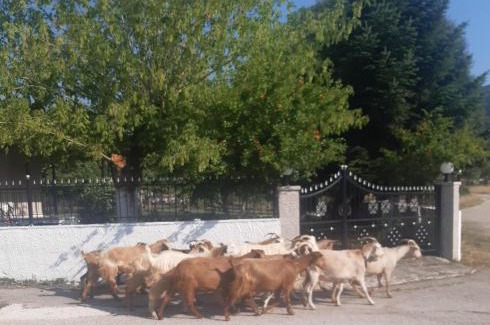 Dodoni House | Μικρός Παράδεισος - Αγροτουριστική Κατοικία