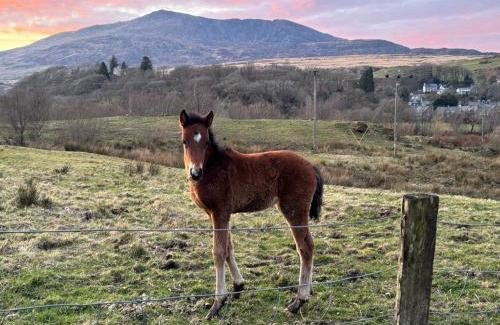Dolwyddelan House | 1 Aberbeinw