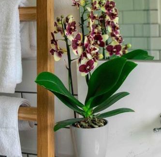 De Kelders House | 1 Waterkant Luxury Renovated 3 Bedroom House
