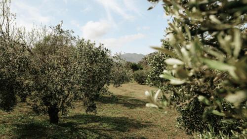 Helderberg Rural House | 13 Olives, Entire Grape & Olive Estate, Somerset West by Euphoric Leisure