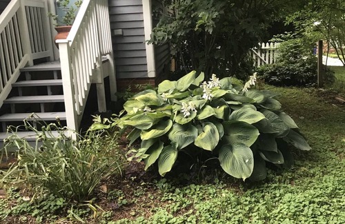 Hillsborough House | 1898 Mill House in Historic District: Lunarose Cottage and Artist Retreat
