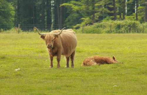 Davidstow Villa | 2-Bed Cottage Sleeps 5 Pets Ok Close to Coast