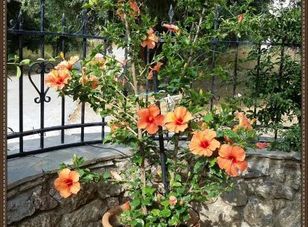 Kantanos-Selino House | 2bedrooms Cottage 1