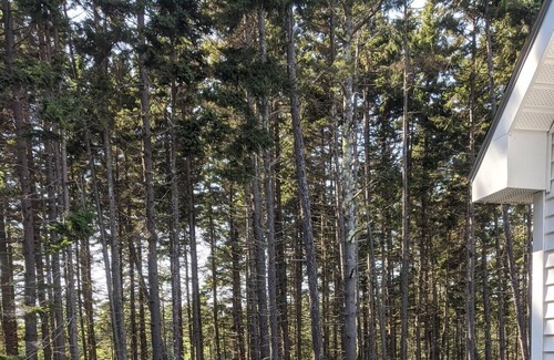 Phippsburg House | 3 Bedroom House overlooking marsh and woods. Close to Head Beach.