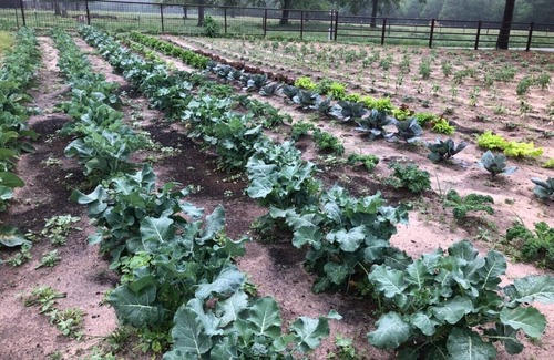 Palestine Bed & Breakfast | 32 Acres of Lush Gardens with Private Cottage. Go on a Texas Foodie Adventure!