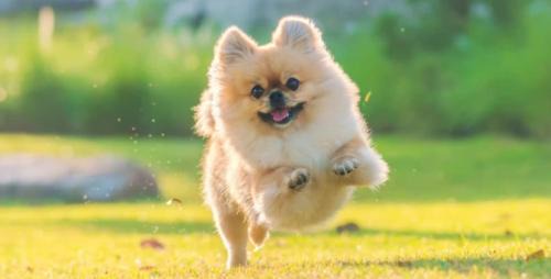 Corlette House | 4-49 Bonito St - small dog friendly, air con & Wi-Fi