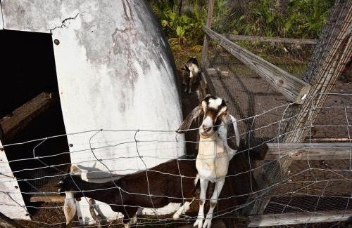 Sebring House | 40-Acre Farm with Animals and Fishing in Sebring!