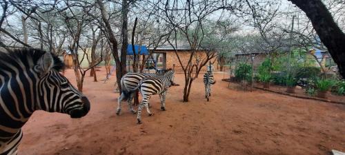 Marloth Park Apartment | 462 Bosbok Chalets