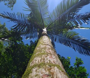 Cachoeiras de Macacu House | A family house in the woods of Atlantic forest