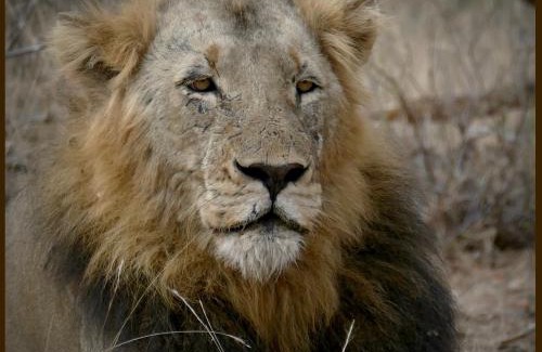 Phalaborwa House | Adonsonia Lodge