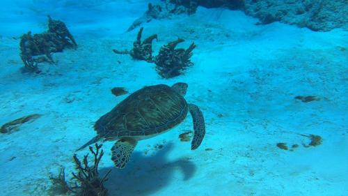 Cozumel Apartment | Affordable Luxury 3BR The BEST Cozumel has to offer it is The LANDMARK