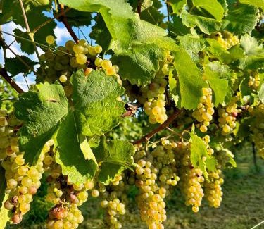 Funes Bed & Breakfast | Agriturismo Il Ceraseto da Tomasi