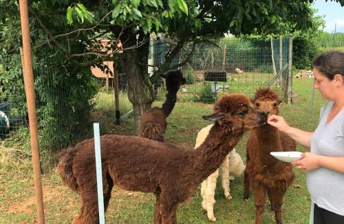 Vedelago House | Agriturismo il Podere Vedelago con San Bernardo, Alpaca e una Pentola di cose da scoprire