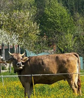 Villaggio Belmonte House | Agriturismo La Betulla