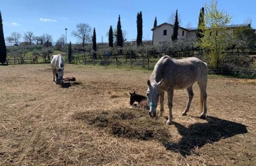 Montefalco Apartment | AGRITURISMO LA CORTE DEI CAVALIERI