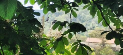 Vallfogona House | Allotjaments rurals Can Punti