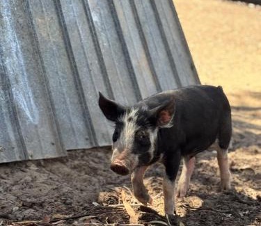 Yankalilla House | Allusion Farmstay and Vineyard Units