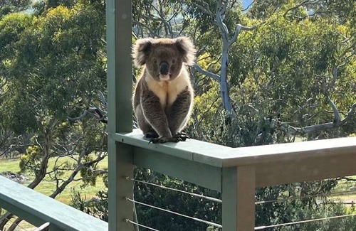 Yankalilla Villa | Allusion Farmstay & Vineyard - Unit 2 Shiraz - Pets negotiable