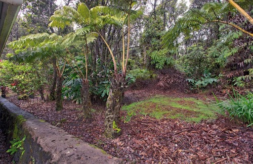 Ohia Estates House | Aloha Ohia Hale 1 Bedroom Home by RedAwning