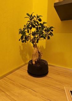 Kefalos Apartment | Alora House 2