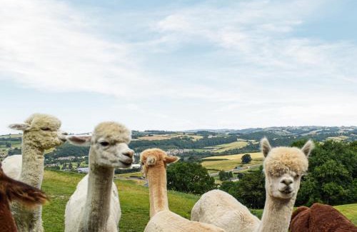 Newtown House | Alpaca Hideaway - Uk35188