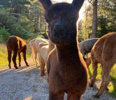 Upper Takaka Other | Alpacas Off Grid - House Truck