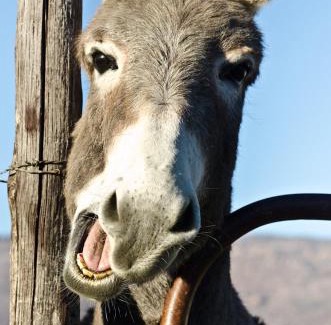 Clanwilliam Other | Alpha Excelsior Donkey camp