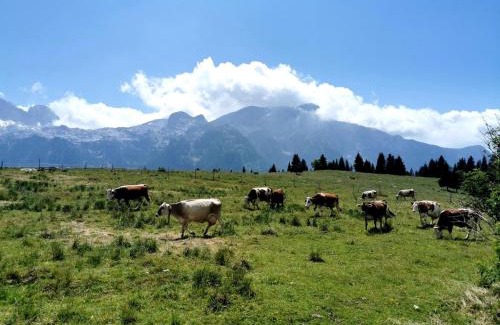 Sella Nevea Apartment | Alpine Luck Apartment, Sella Nevea