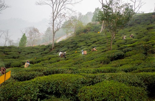 North Point Villa | ama Stays & Trails Puttabong Cottage, Darjeeling