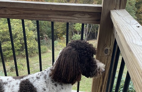 Bakersville House | Amazing Mountain Views HOT TUB Fire Pit Remote Location Pet Friendly