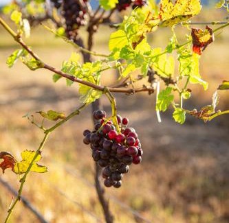 Pokolbin Villa | Among the Vines