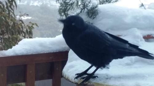 Thredbo Cabin | Aneeki Ski Lodge