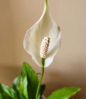 Central Province Apartment | Anna's Bloom and Bed
