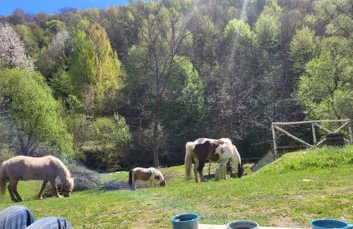 Stara Planina Apartment | Antić apartmani Stara planina