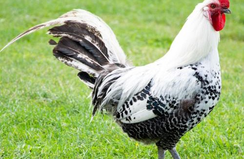 Oudenbosch Bed & Breakfast | Antonius Hoeve