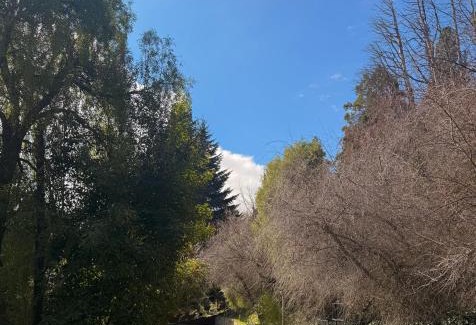 Lanin National Park Apartment | Apart del Maiten