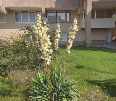 Sventoji Apartment | Apartamentai Šilingės