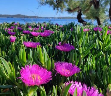 Kuciste Apartment | Apartmani BaSaDa by the sea Kuciste - Perna, Peljesac - 4545