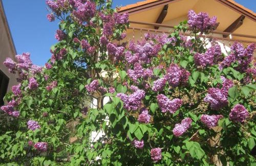 Vidovac Cesaricki Apartment | Apartmani Gracijela