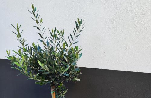 Arachova Apartment | Arahova Pansion