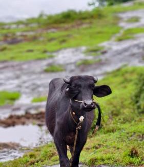 Devikolam Villa | Aruvi Homestay idukki