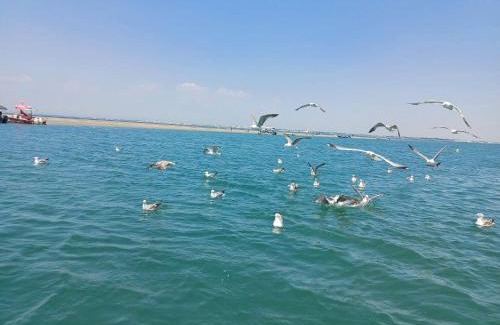 Le Grau-Du-Roi Boat Rental | Atypique