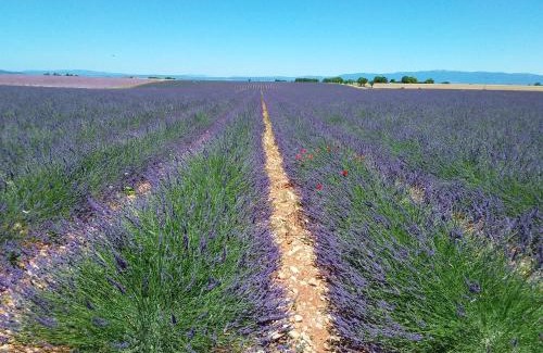 Valensole House | Au pays de la lavande.