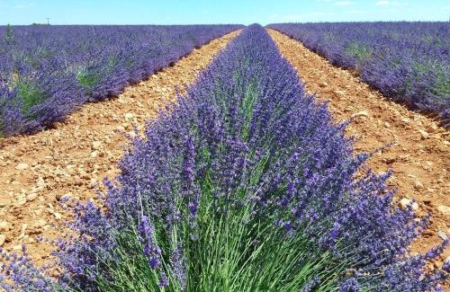 Valensole House | Au pays de la lavande.