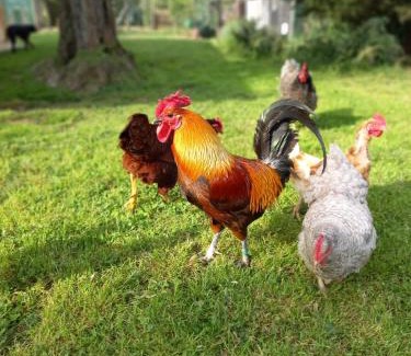 Castagneto Carducci Bed & Breakfast | AU-RA Vegan B&B