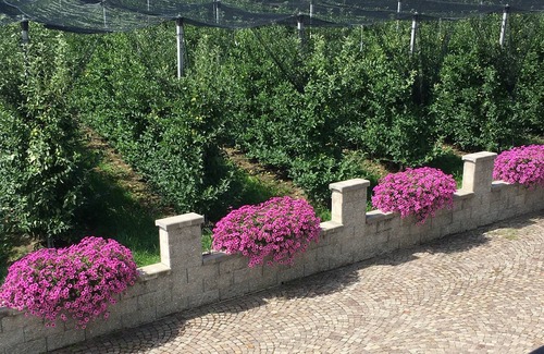 Laives House | Auelehof Apartment Matilde - Surrounded by greenery, surrounded by apple orchards.