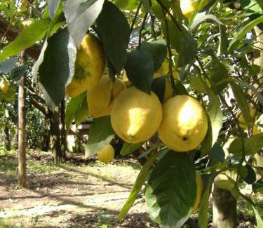 Piano di Sorrento Apartment | Azienda Agricola Veniero