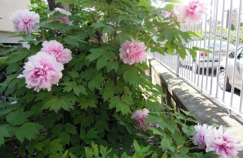 San Donato Bed & Breakfast | B&B Carlotta