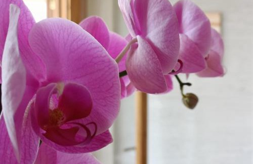 Ricadi Bed & Breakfast | B&B villa orchidea