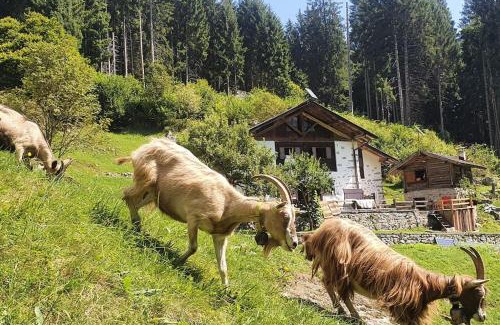 Pinzolo Ski Chalet | Baita - Chalet tra Pinzolo e Madonna di Campiglio